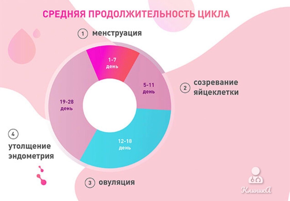 Норма длины цикла месячных. Длительность цикла месячных. Менструальный цикл Длительность. Средняя Продолжительность менструации. Длительность женского цикла.