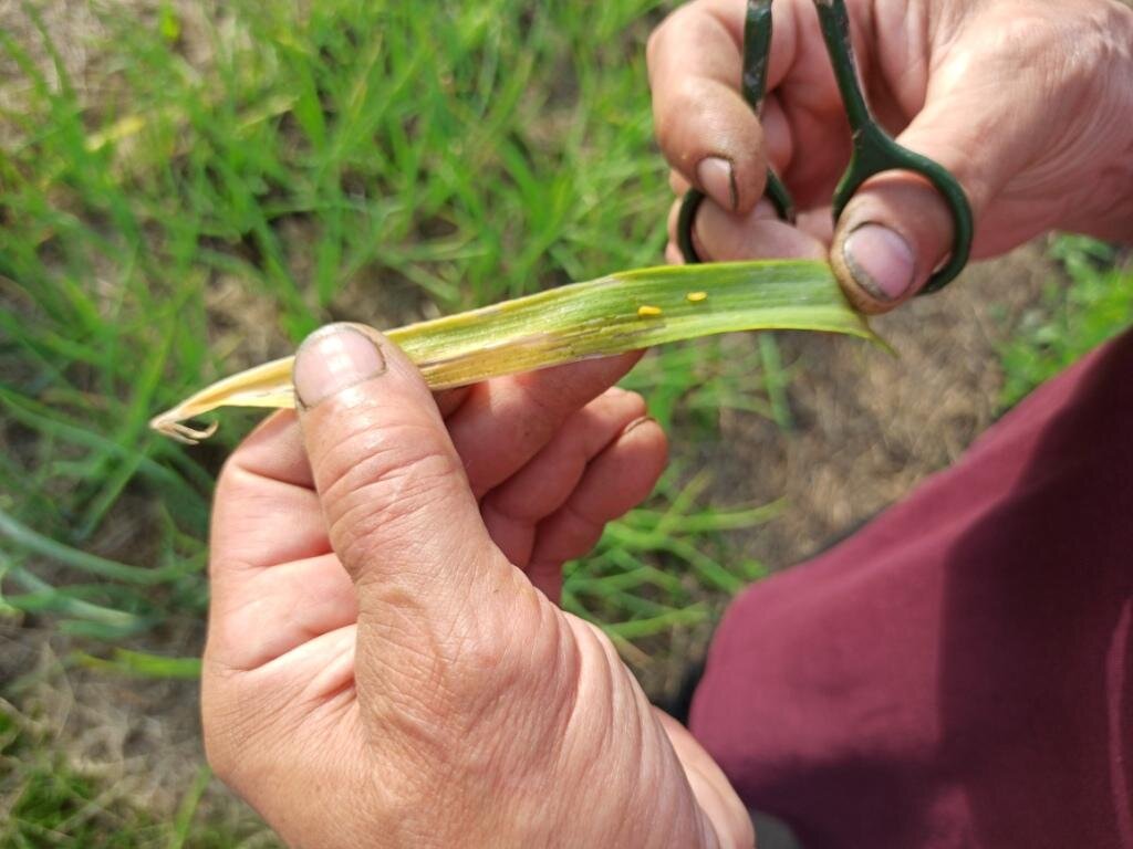 Вот что можно увидеть, если разрезать ножницами перо