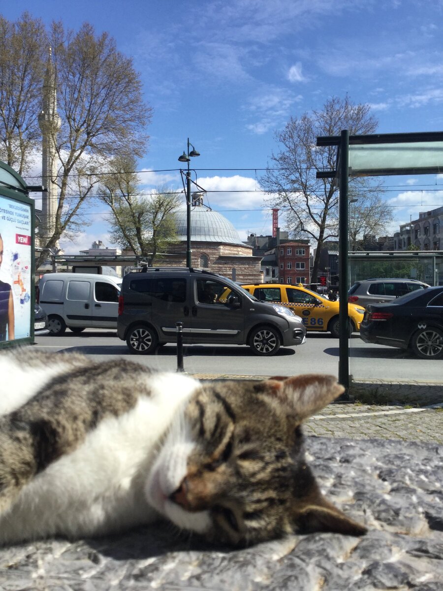 Кот-путешественник. Фото @mediumbears