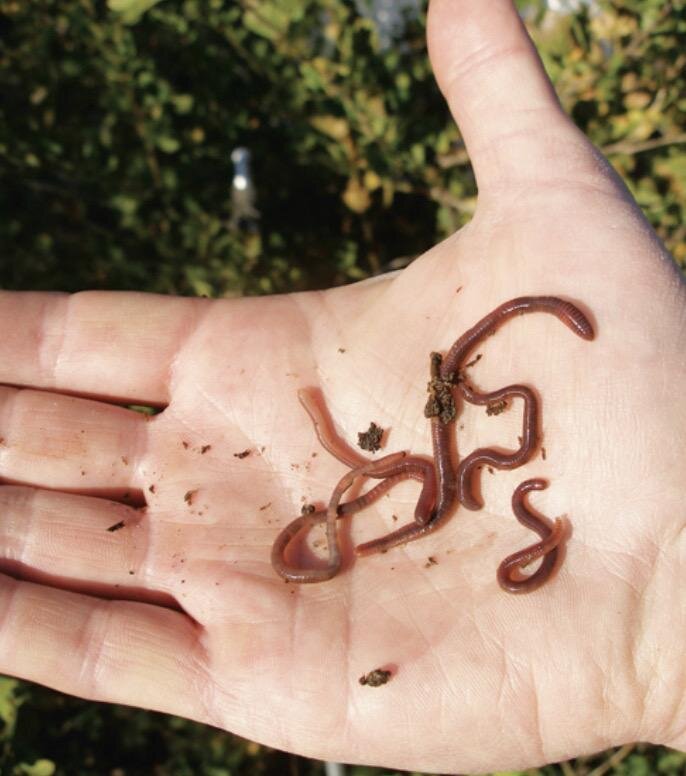 Дождевой червь. Фото Яндекс.Картинки