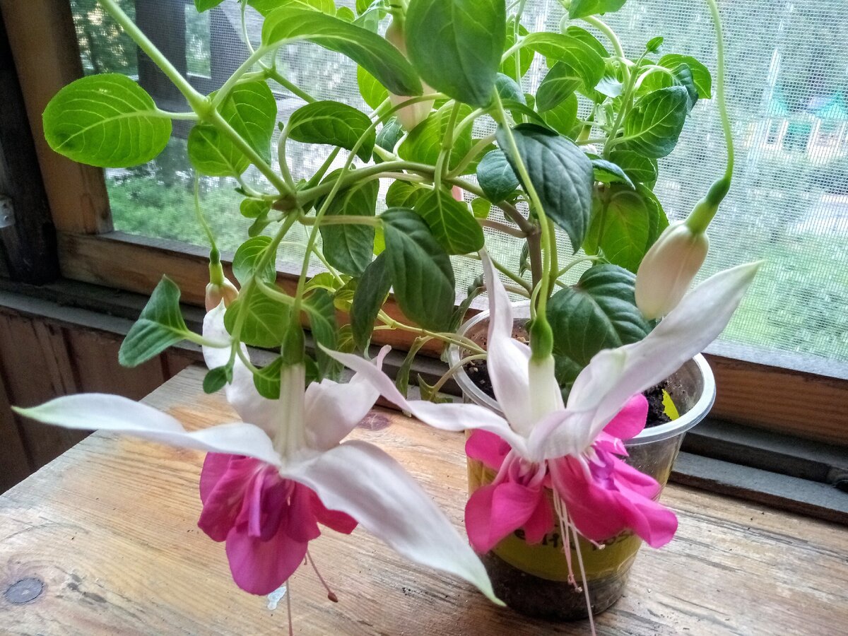 Фуксия Fuchsia Bella Rosella