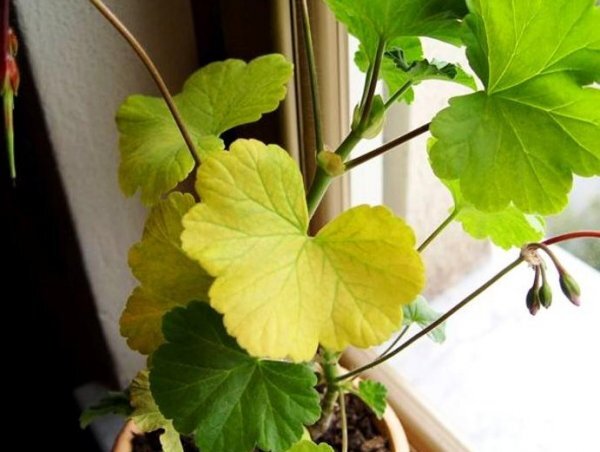 Источник фото: fermer.blog