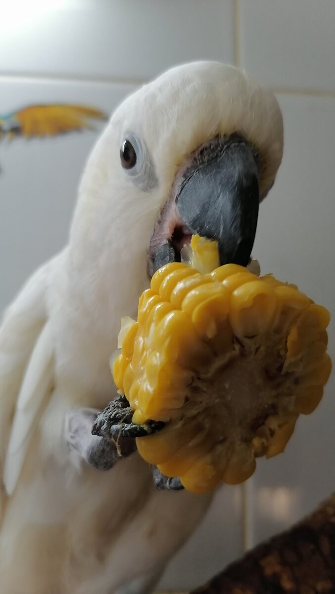 Какаду Катя кушает кукурузу