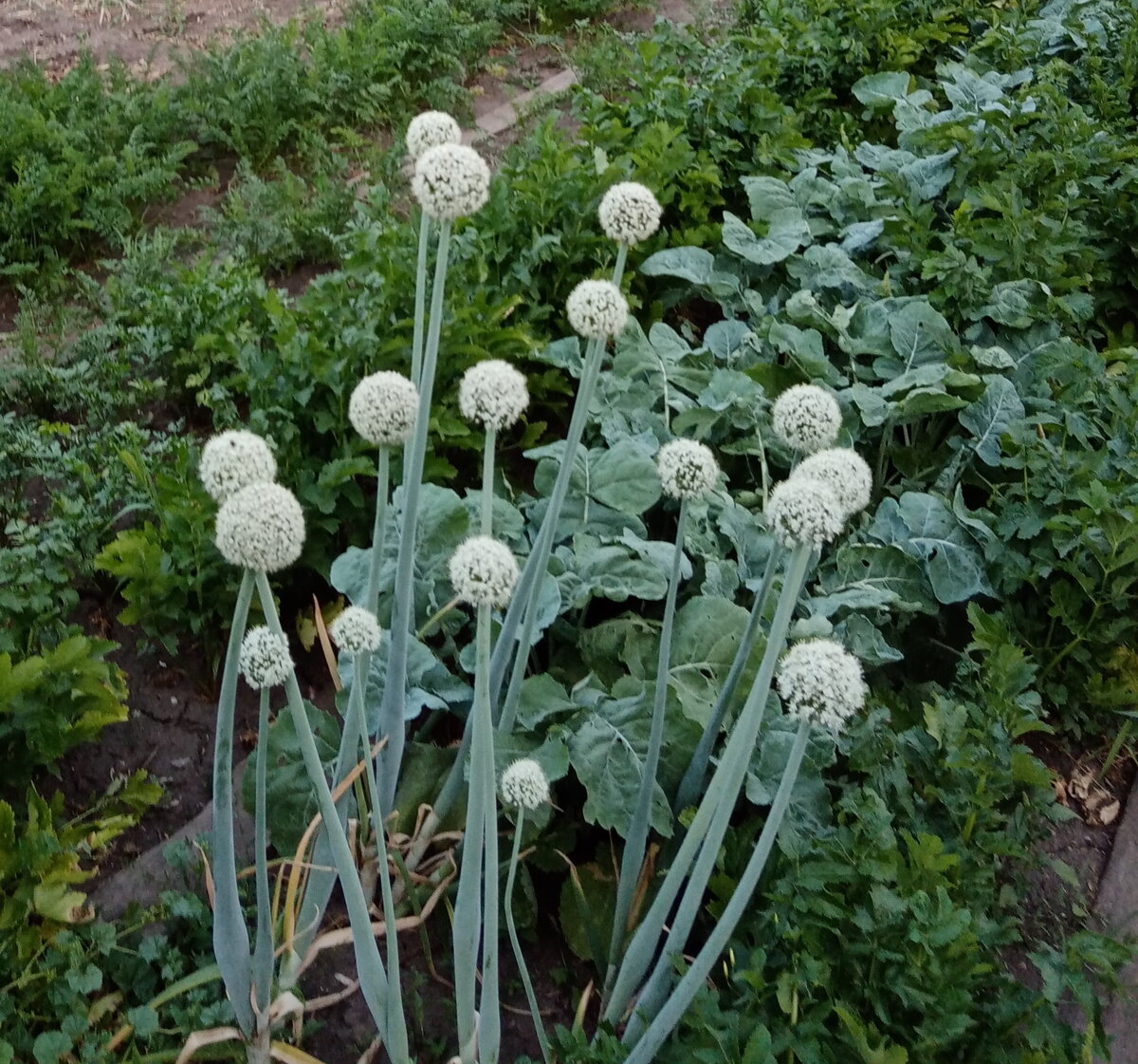 Цветоносы лука репки. 07.07.20 г.