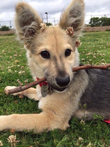 Он принес тебе палочку. Ты должен его похвалить. Я жду.