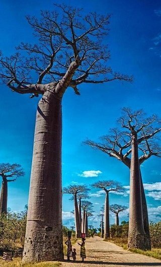 Баобабы Мадагаскара