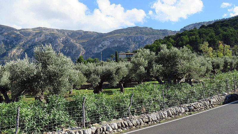 Оливковый сад