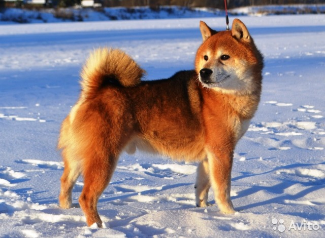 красный сезам