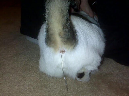 Смотрю, кота вы уже украсили? Фото из сети.