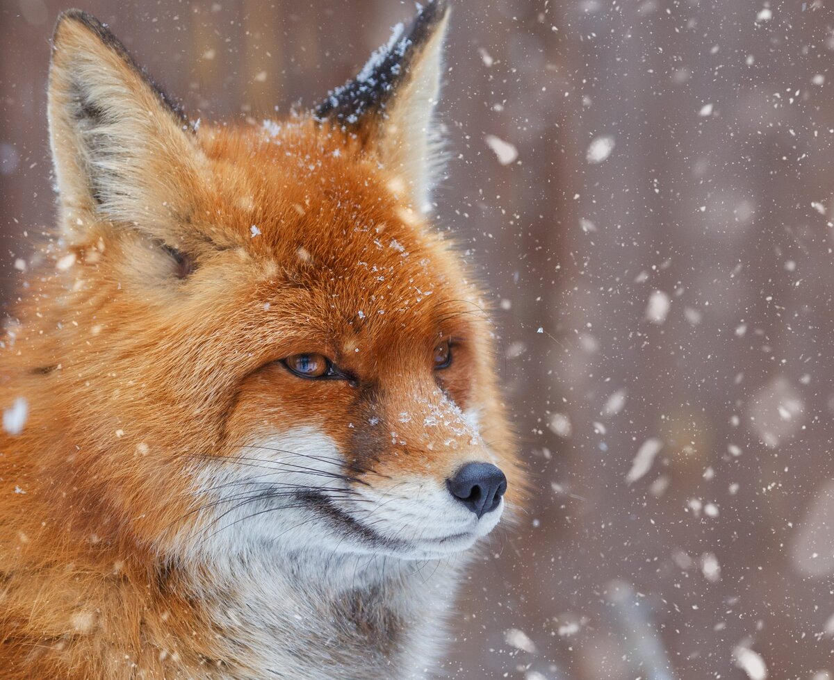 Облезлая лисица. Мокрая лиса. Мокрая грязная лиса. Мокрая лиса. Лиса промокла.