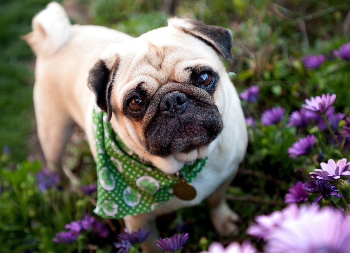 Красивый мопс