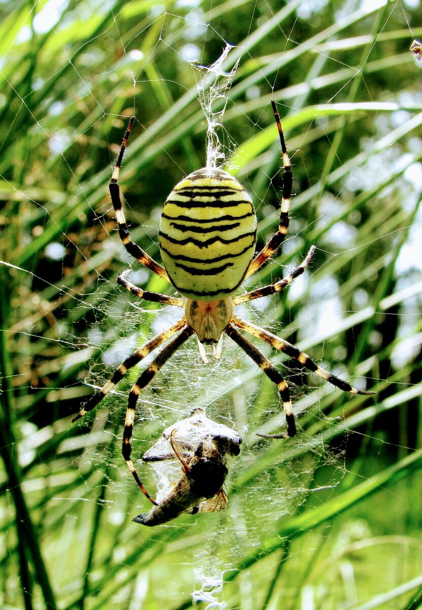 Паук хищник в деле. Фото взято из открытых источников
