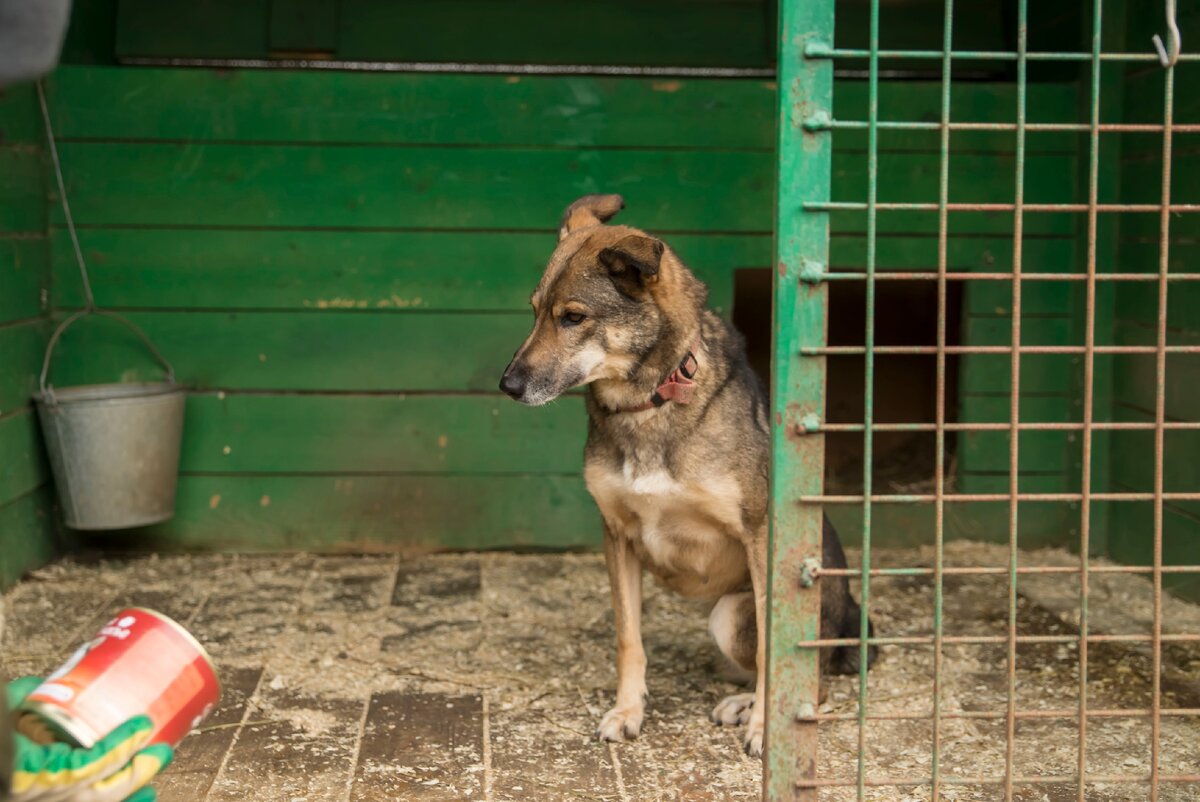 Отнял приют и лапу...