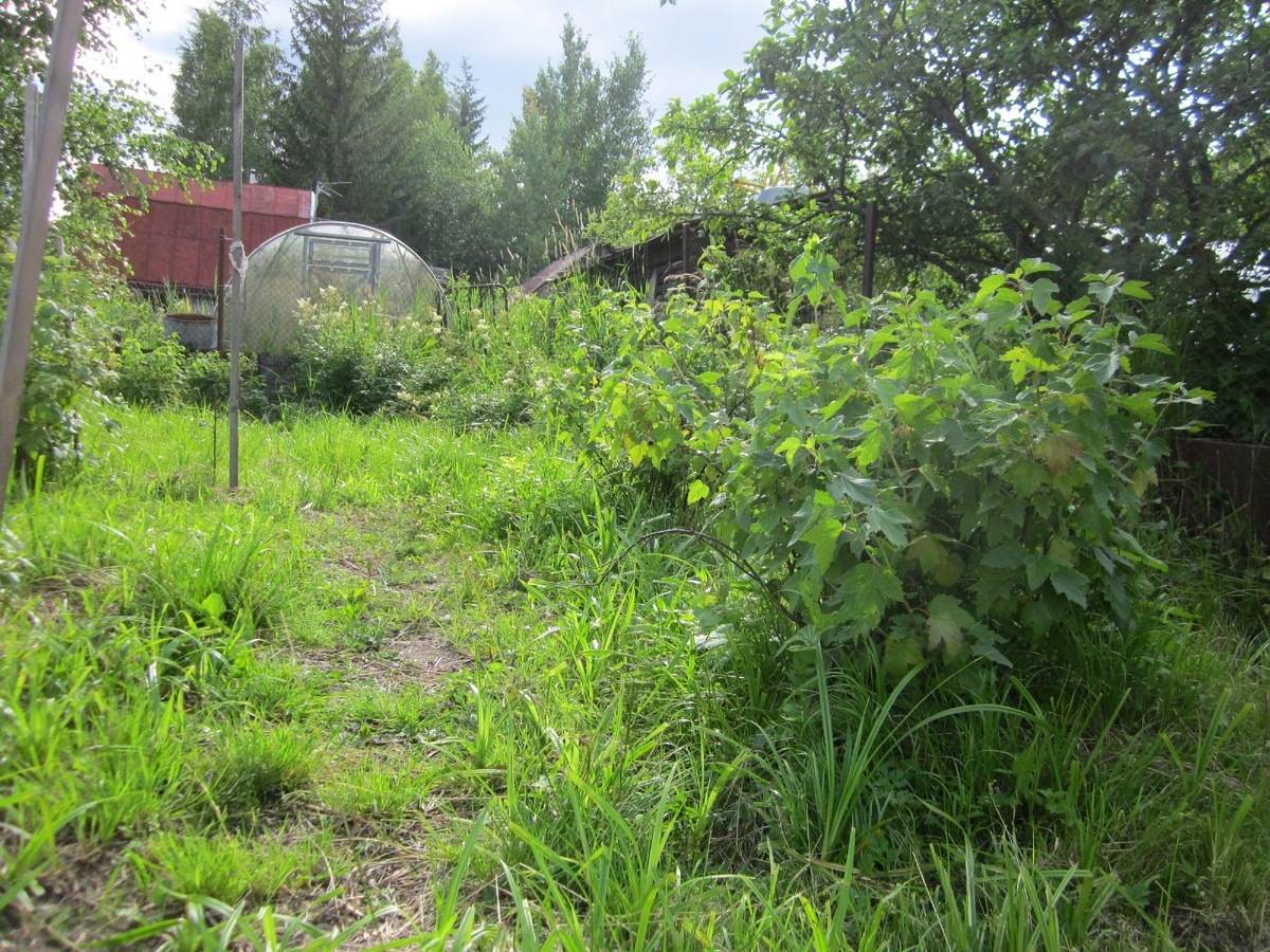  Так они малость подросли за прошлое лето. На заднем плане теплица на следующем заброшенном участке.   Но тот участок я покупать ни за какие не собираюсь, мне уже хватит.  
