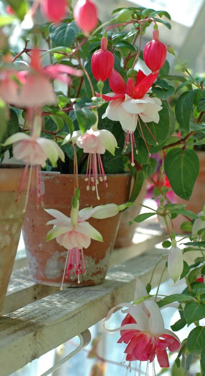 Фото фуксия.