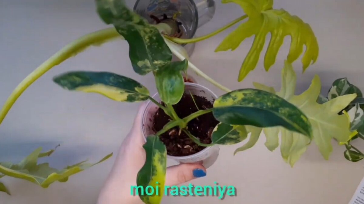 Moi rasteniya