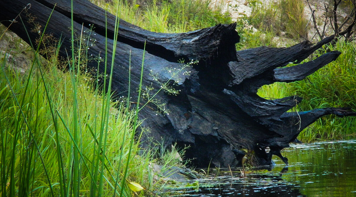 Древесина Мореный дуб (Bog Oak) - купить в интернет-магазине Лесопилка Юркова!