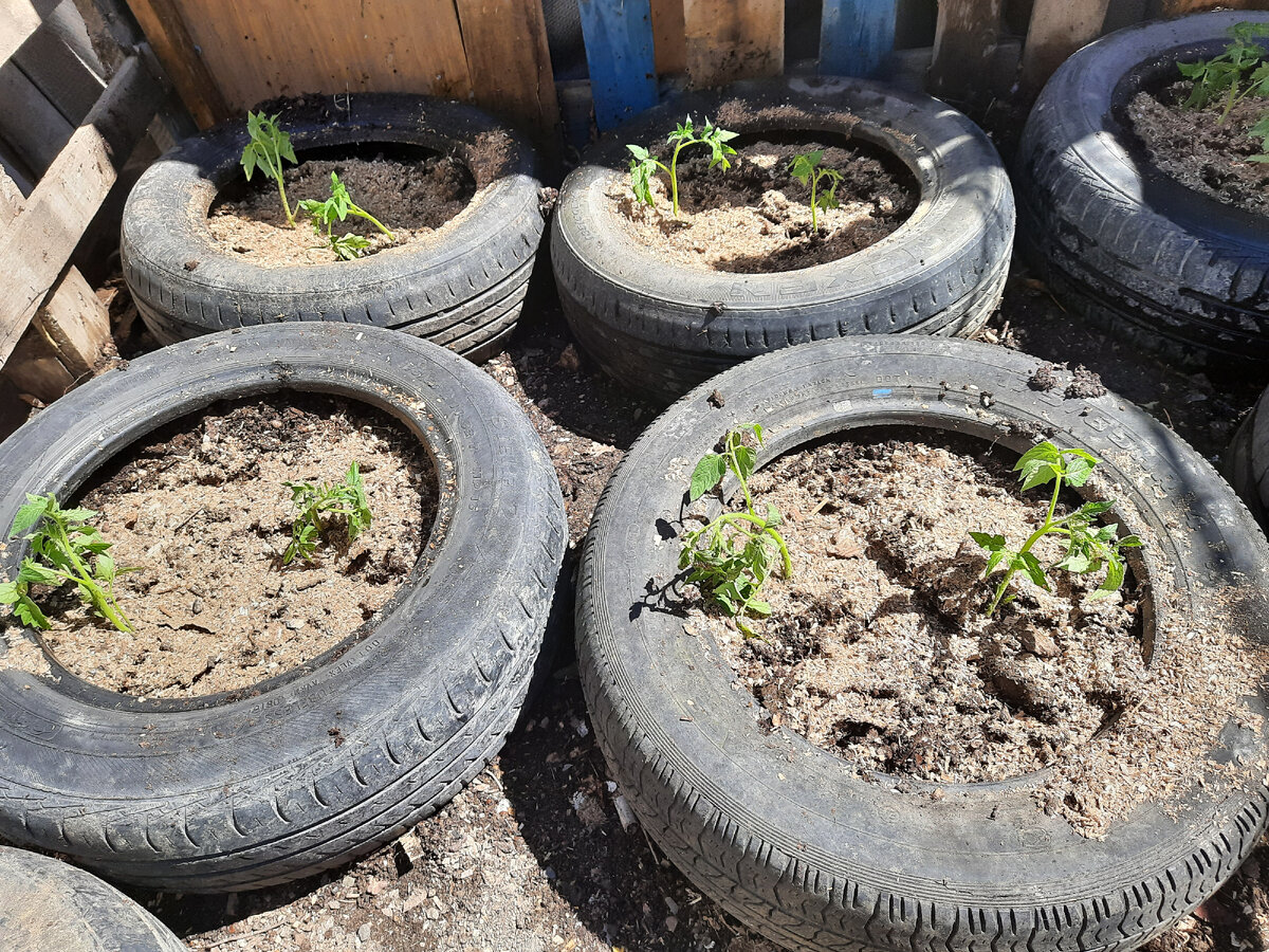 Мой маленький огородик.
