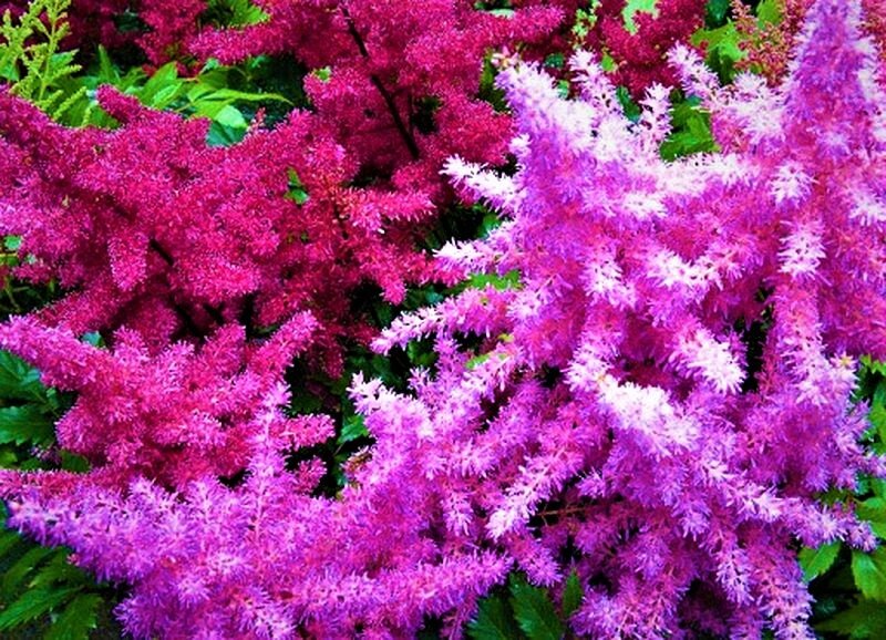   Цветущая астильба. Фото с сайта: https://clck.ru/UrwDv.