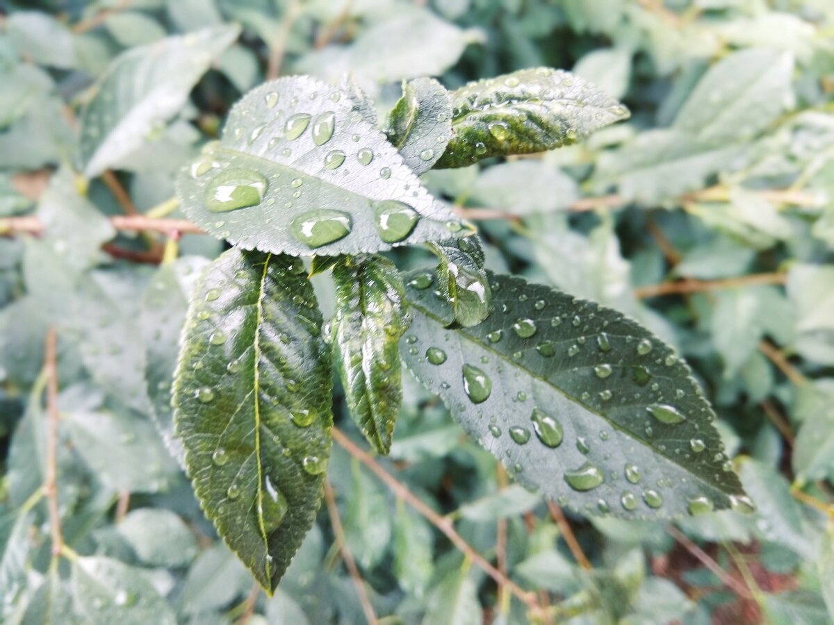 Ещё одна моя страсть в фотографии - макросъёмка. Подмечать детали, к которым я в последнее время отношусь очень трепетно. Видеть прекрасное в окружающем и показывать это другим. Фото автора.