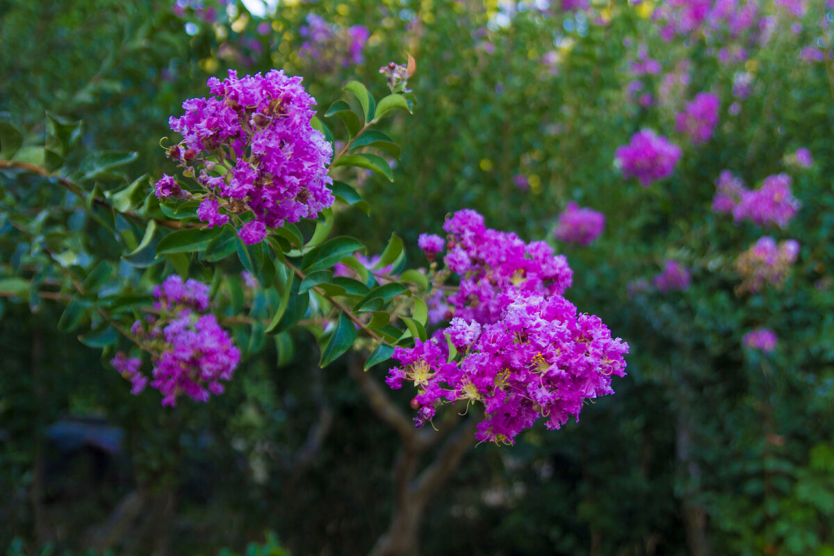 индийская сирень