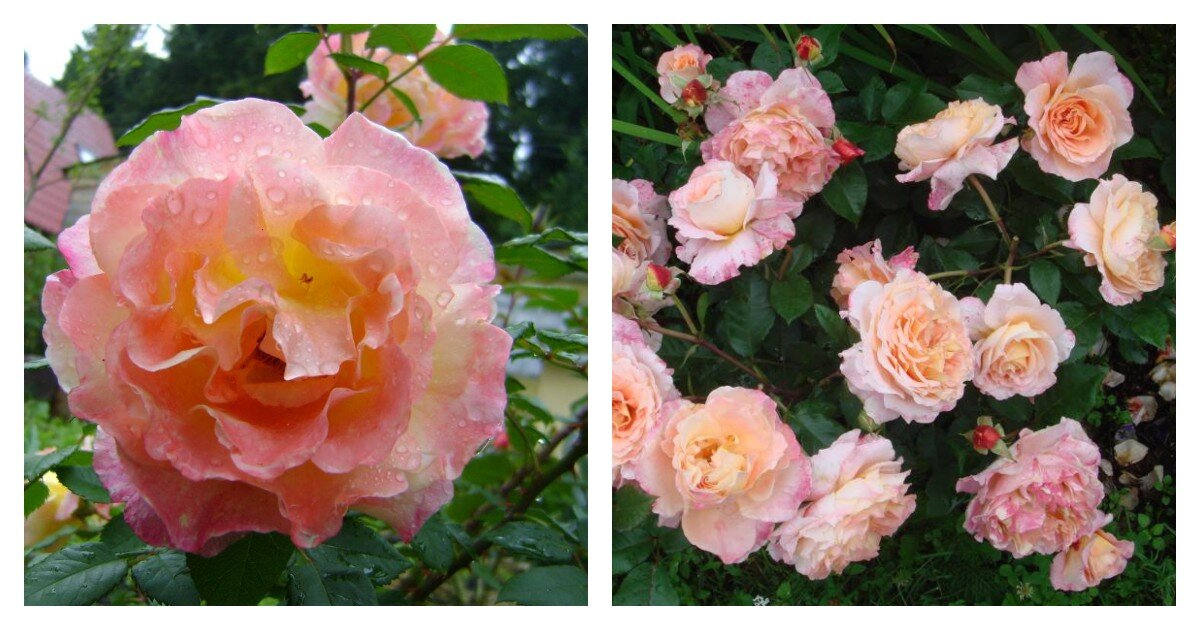 Слева - Aquarell, справа - Augusta Luise