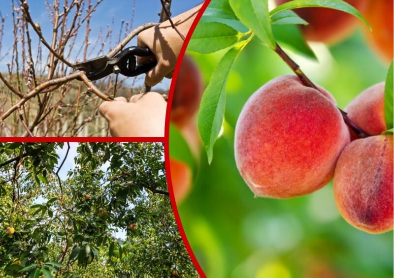 Обрезка персика