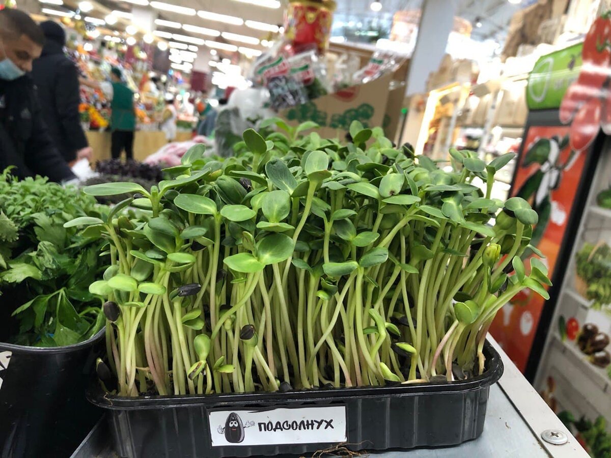 Микрозелень не редкость в продаже