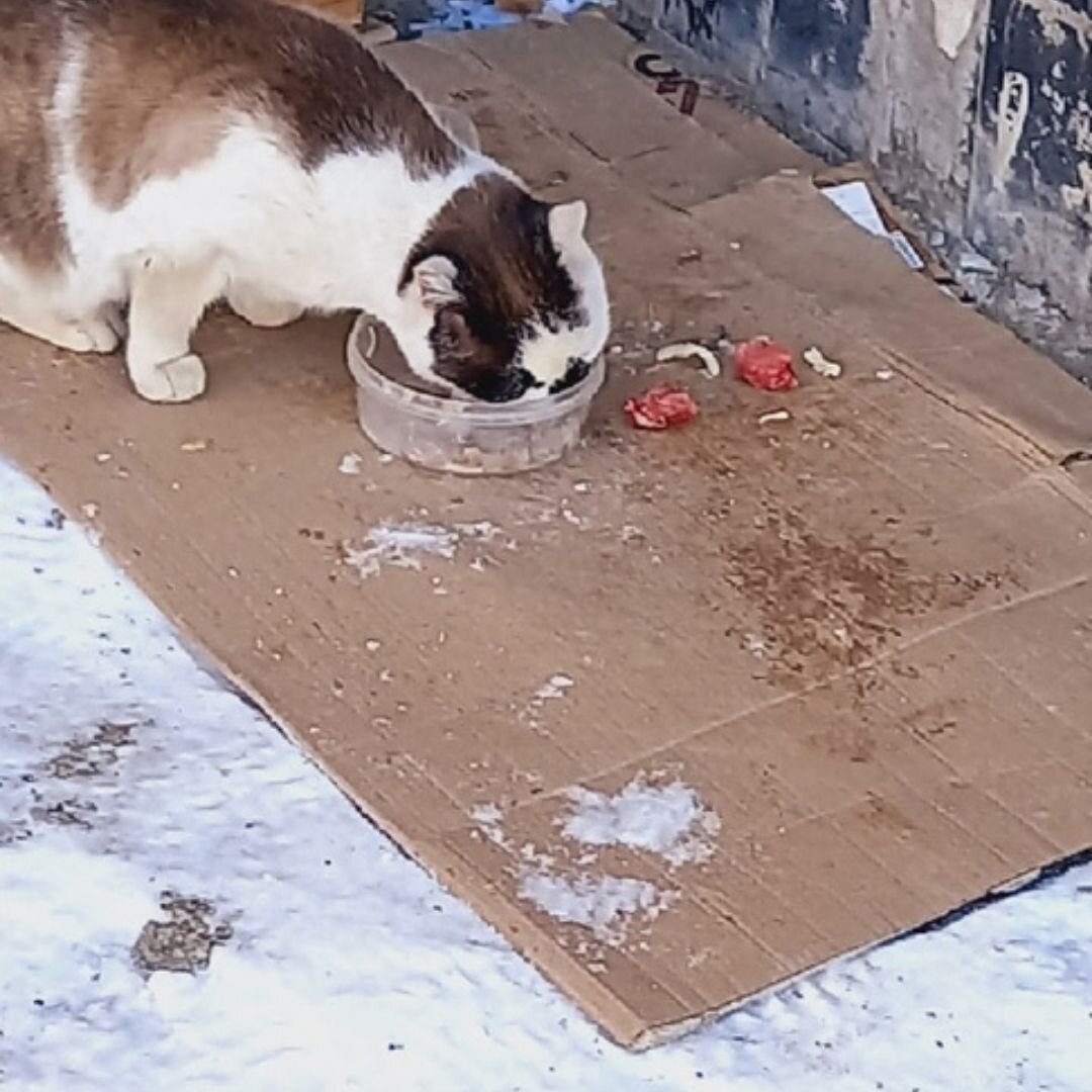 Кот Серый возле своего домика