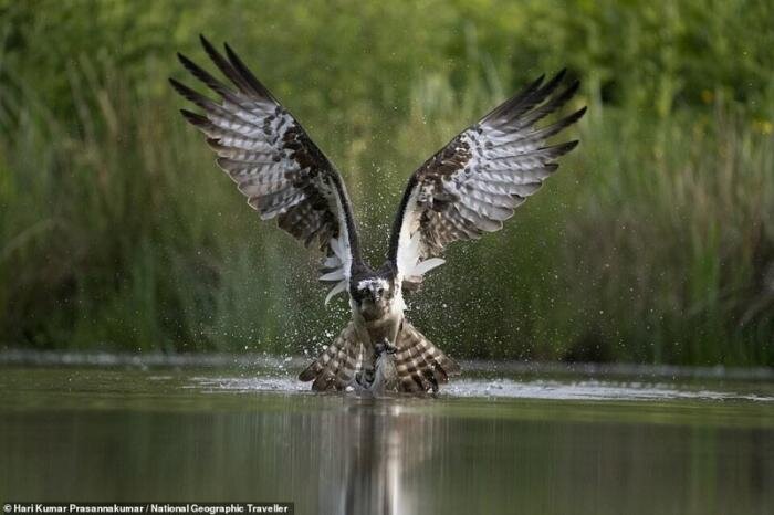  Морской ястреб. Хари Кумар Прасаннакумар.