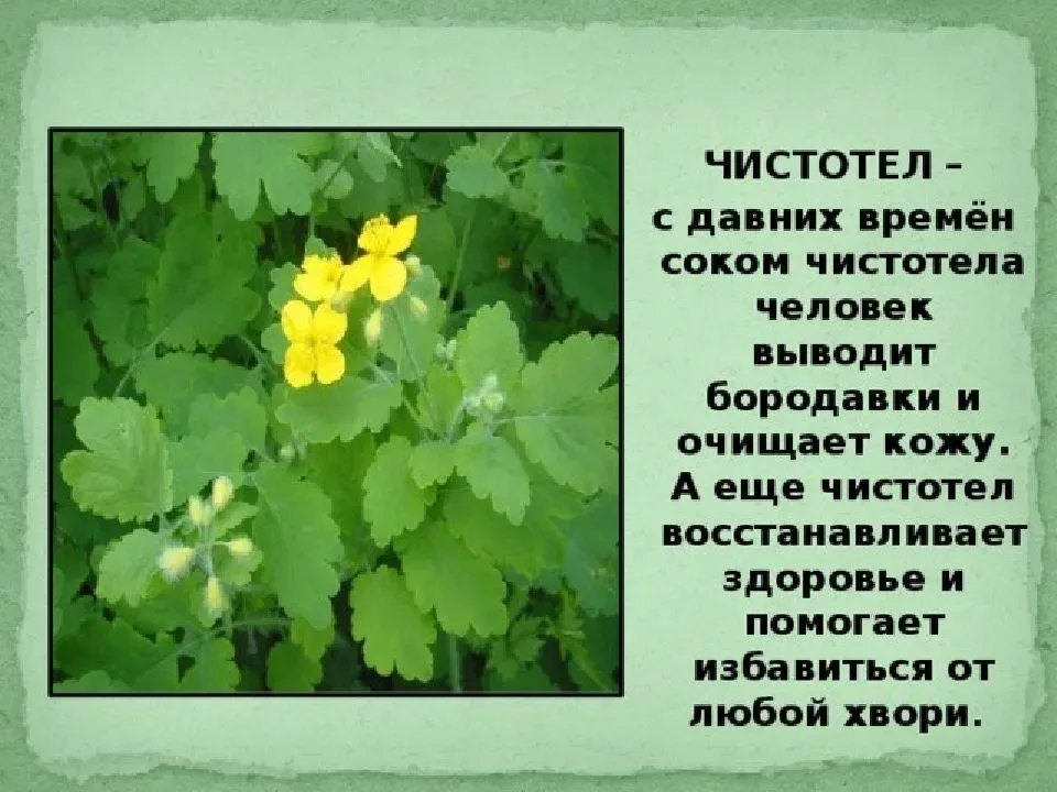 Какие растения встречаются в природе твоего региона