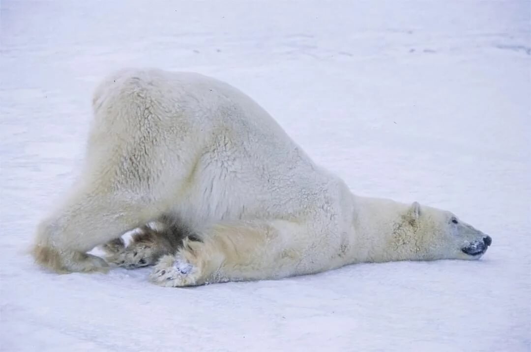 Источник National Geographic в Instagram: "Photo by Paul Nicklen @paulnicklen 