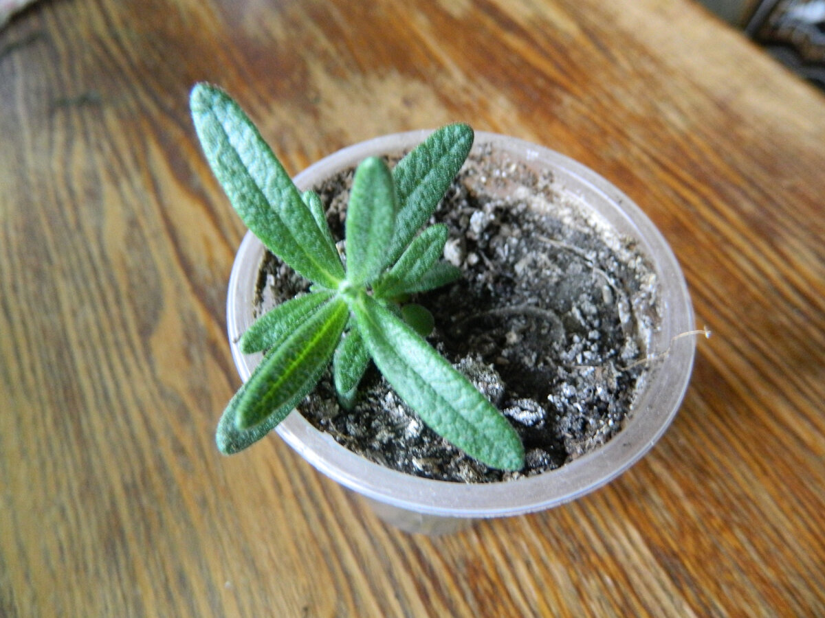 Розмаринчик подрастает