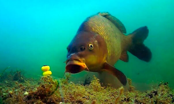 Чтобы поймать преступника — нужно думать, как преступник, А чтобы поймать карпа — нужно нюхать как карп. Александр Хоха проанализировал органы обоняния карпа с научной точки зрения и дал практические советы по изготовлению бойлов. 
Обоняние — древнейший и самый важный орган чувств. Оно предназначено для поиска пищи и оценки ее качества, для коммуникации и выстраивания отношений в группе сородичей и чужаков, для поиска половых партнеров и ухода за потомством, для обнаружения и избегания хищников и прочих опасностей, ориентации в окружающем пространстве и так далее.
У водных обитателей обоняние возникло раньше, чем у сухопутных, а затем претерпело некоторые изменения в связи с выходом на сушу. Спектр рецепторов для водных запахов сократился, а группа, нацеленная на летучие вещества, наоборот расширилась. Строение органов обоняния осталось прежним, изменился лишь способ доставки пахучих молекул к месту их распознавания. Вместо воды носителем запахов стал воздух.