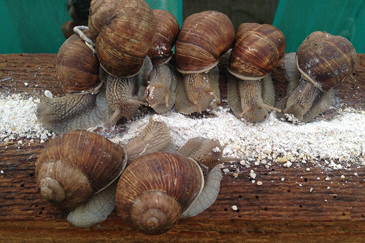 разведение улиток. как выращивать улиток. крымская виноградная улитка. как выращивать улиток. улиточная ферма виноградных улиток.