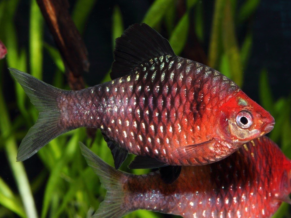 Чёрный пунтиус (Pethia nigrofasciatus) | Рыбки Растения Аквариум | Дзен