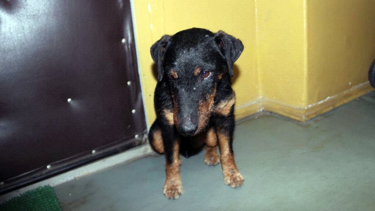 источник фото: poteryashka.spb.ru