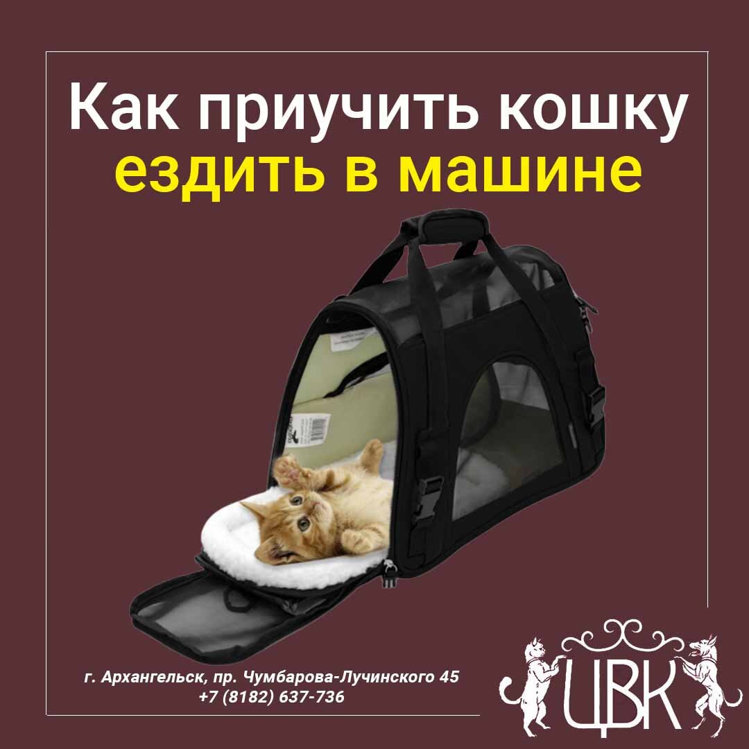 Как приучить кошку ездить в машине