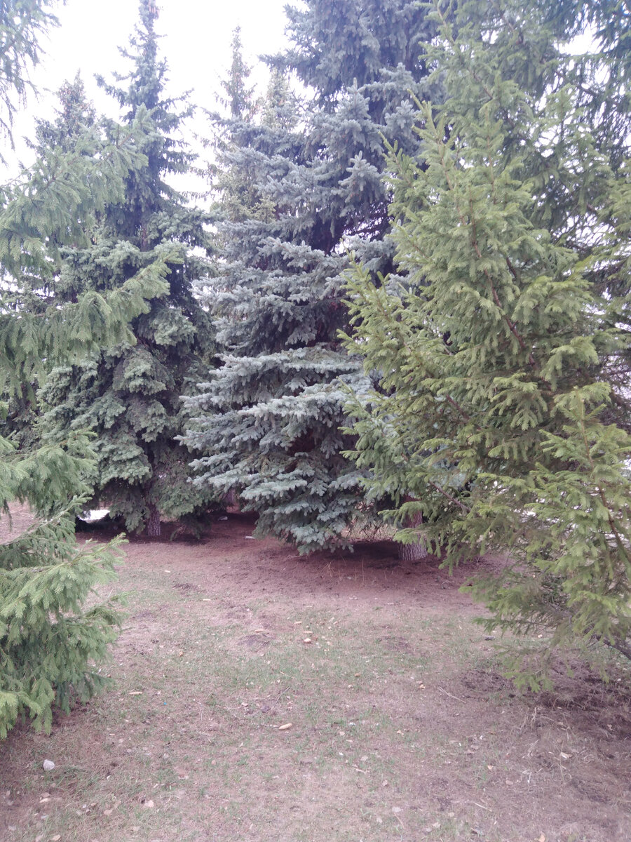 Столько оттенков зелёного, трава вовсю пробивается 