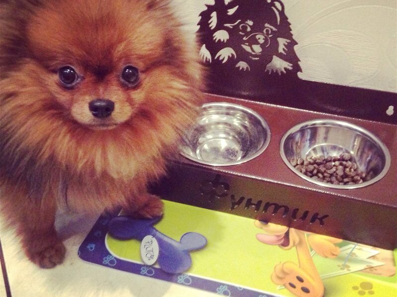 Взрослый шпиц ест до 150 грамм сухого корма в сутки