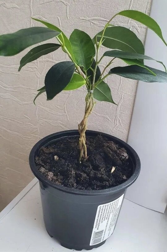 Как идентифицировать Ficus maclellandii (Ficus maclellandii)