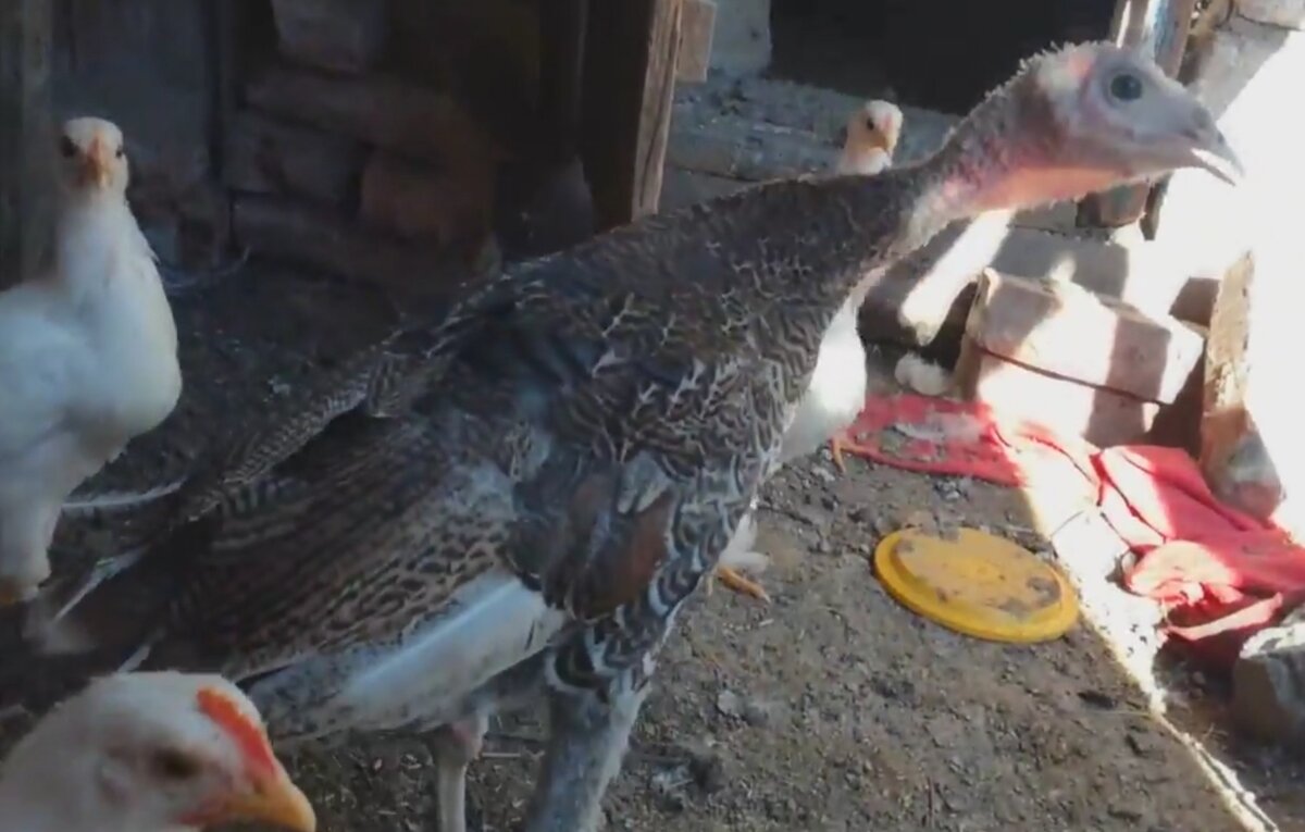 Индюшка с цыплятами 