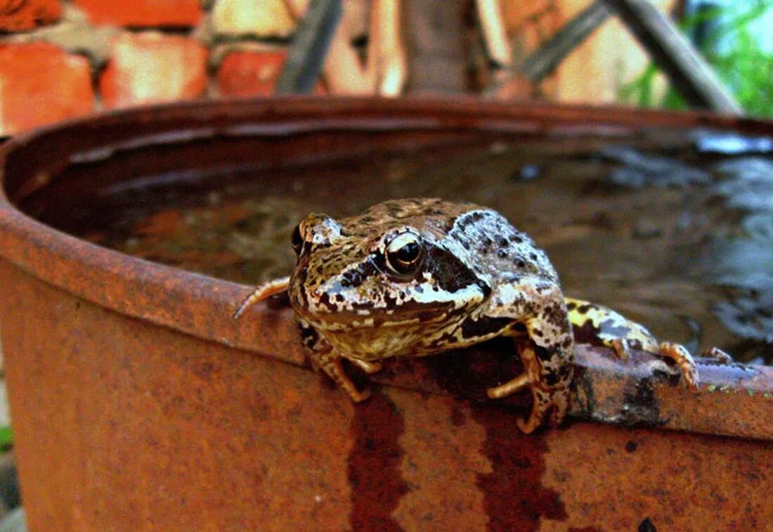 Яндекс. Картинки