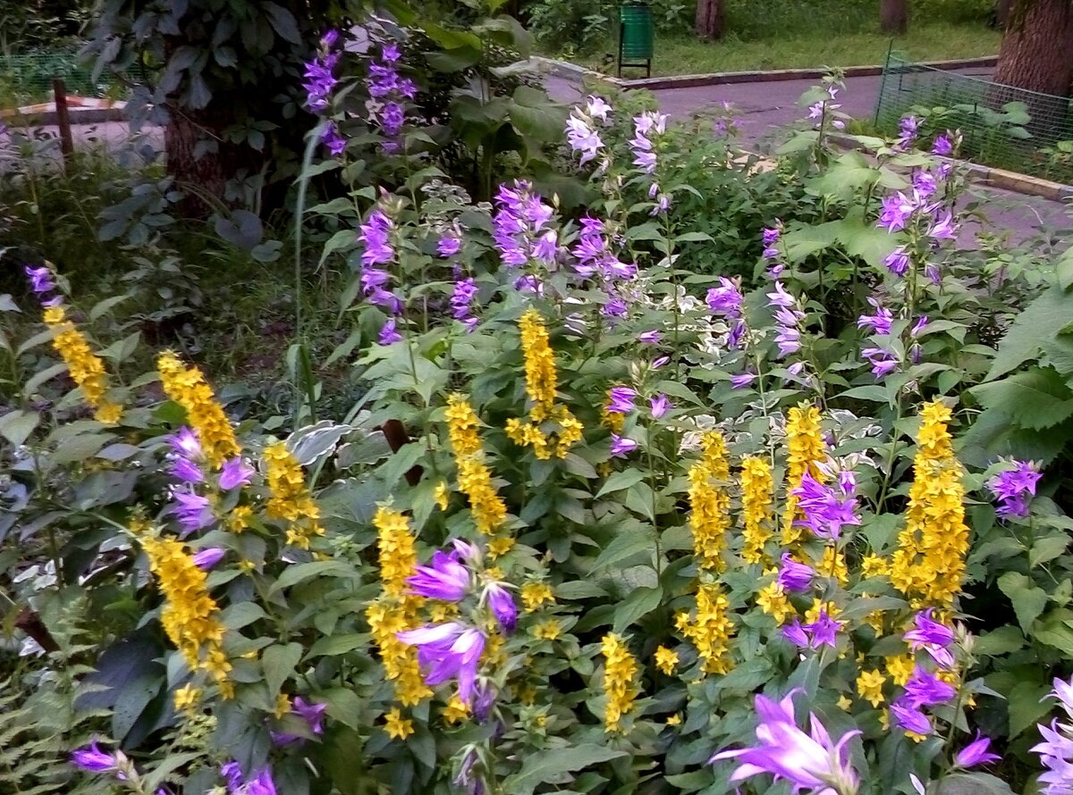 Многолетний вербейник и колокольчик широколистный почти не требуют ухода.