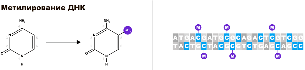 Метилирование Цитозина и двуцепочечная молекула ДНК с метилированными основаниями (изображение из свободного доступа)