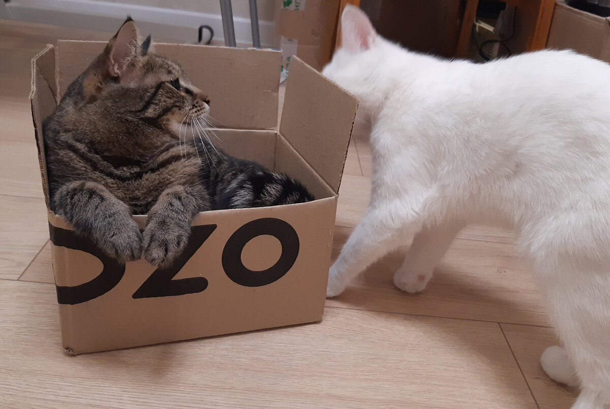 Кузя может стать компактным)) Фото автора.