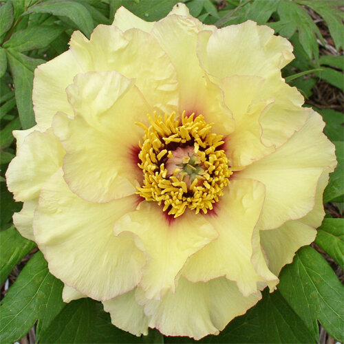 Пион древовидный Golden Era ( Reath, D.L. , 1984 год )