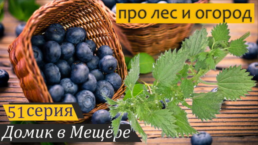 Крапива и черника: первые заготовки на зиму. Домик в Мещёре, серия 51