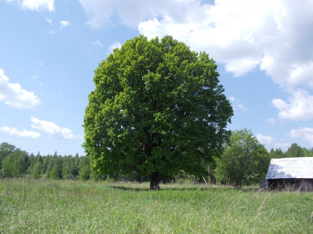 Дуб Малобесковский