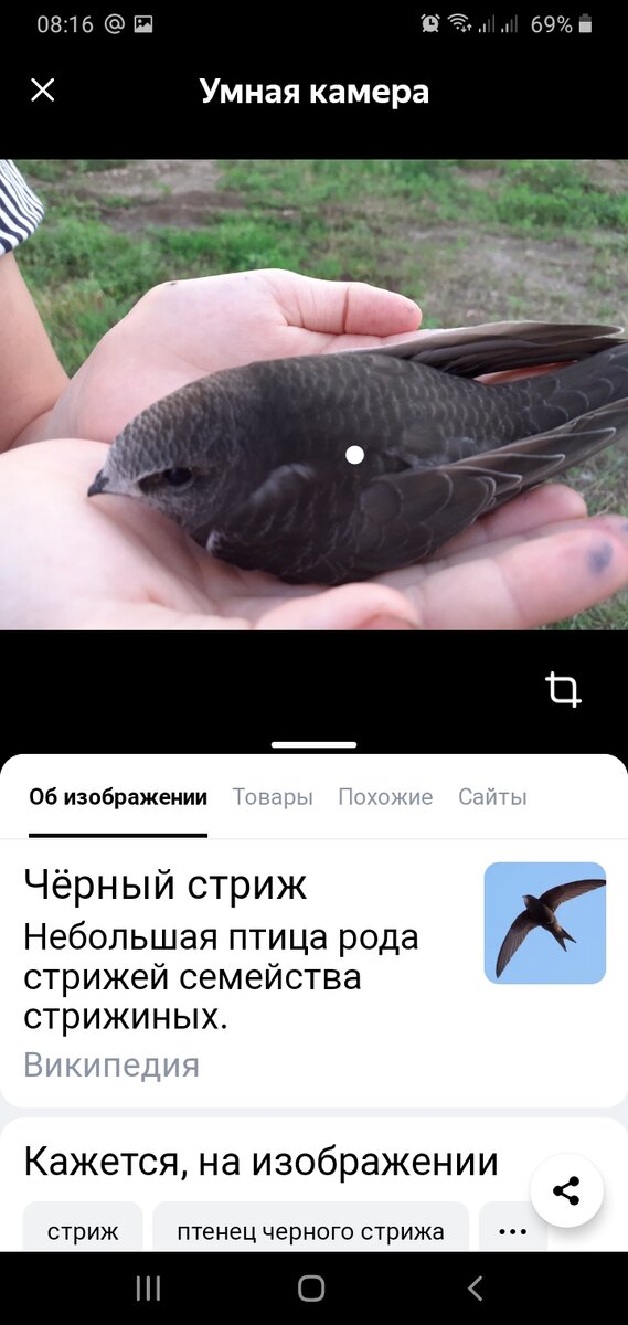 Поисковик показал нам, что это чёрный стриж